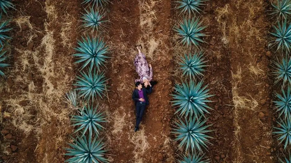 Fotógrafo de bodas en Tequila