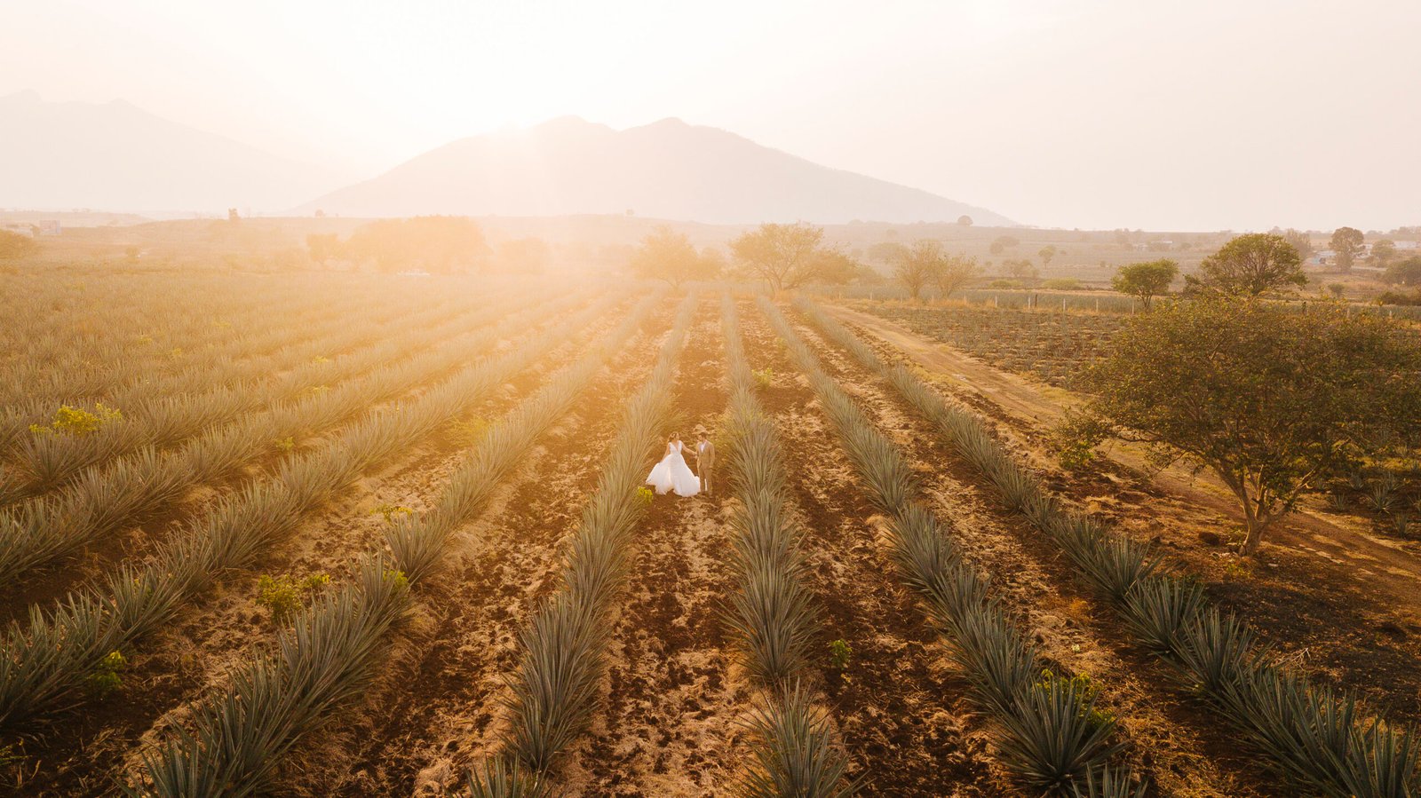 Fotógrafo en Guadalajara. Fotógrafo en Tequila. Fotógrafo de bodas